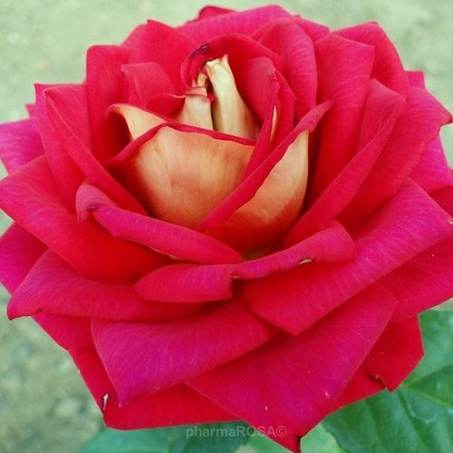 80-100 cm - Rózsa - Sárga - Piros - Online rózsa vásárlás